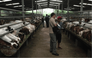 Excellent facilities at the Kambing Burja farm near Surabaya, East Java 
