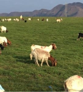 Boer Goats in Southern China. Photo from Angus Adnam.