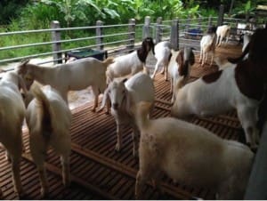 Home bred females at Kambing Burja, Surabaya.