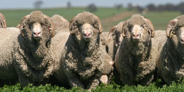 Genetics Archives - Sheep Central Genetics Archives - Sheep Central