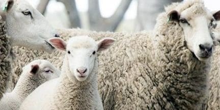 Nutrition & Animal Health Archives - Sheep Central