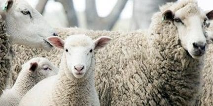 Nutrition & Animal Health Archives - Sheep Central Nutrition & Animal Health Archives - Sheep Central