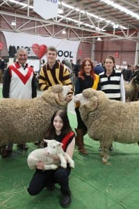 Woolly football fans get friendly at Australia's top sheep and wool show in Bendigo today.