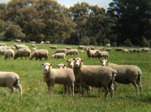 First cross ewes with lambs in the Shelford trial