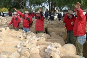 The Elders team at Wycheproof selling Graeme Allan's one-year-old first cross ewes for $187 on July 4.