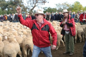 Elders Wycheproof manager Jim Coffey, takes a bid for auctioneer Kevin Thompson, behind him at the July 4 Whycheproof sale.