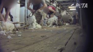 PETA shearing pic