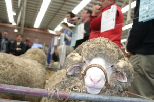 About a third of Merino rams sold in Australia had MERINOSELECT ASBVs