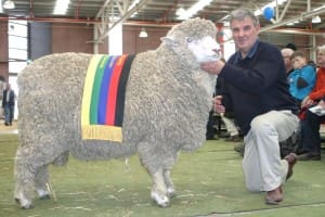 Quamby Plains Corriedale breeder Richard Archer with his supreme longwool exhibit ram. 