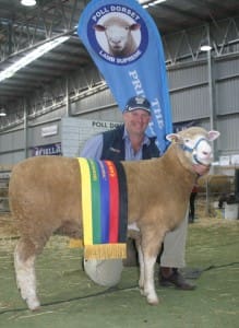 Valley Vista Poll Dorset stud co-principal Andrew Scott with his Supreme Prime Lamb Exhibit ewe at the Australian Sheep and Wool Show  