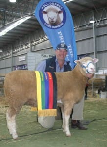 Valley Vista Poll Dorset stud co-principal Andrew Scott with his Supreme Prime Lamb Exhibit ewe at the Australian Sheep and Wool Show