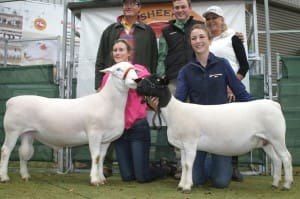 Holding the $5000 White Dorper ram he sold at Bendigo was Andrew van Niekerk with Camille Hilmfield holding the top-priced Dorper ewe. Behind them from left, were ram buyer Justin Kirkby, Landmark Echuca agent Lachlan Collins and Nomuula Dorpers principal Cherilyn Lowe.