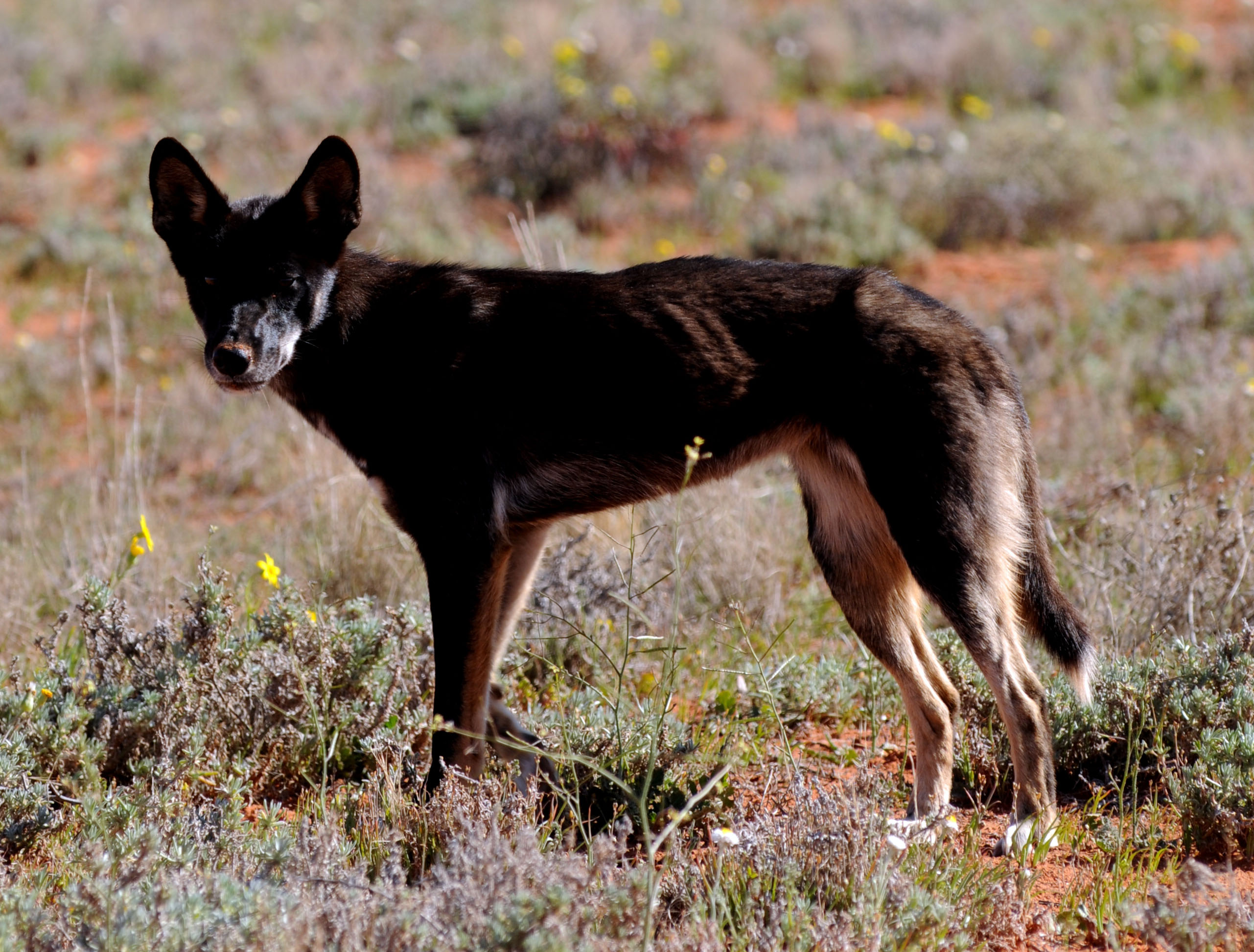 From east to west, industry backs national wild dog plan - Sheep Central
