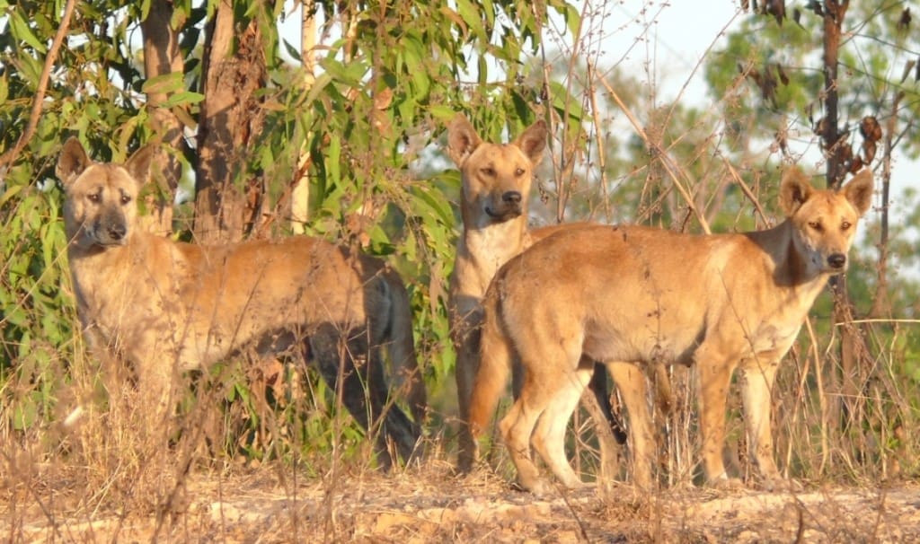 brokers oppose Victorian dingo re-introduction proposal Sheep Central