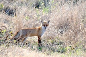 The Victorian Coalition Government has introduced bounties to reduce the impact of foxes on calves, lambs and native fauna. Image: DEPI