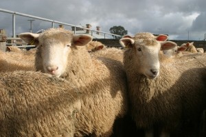 Lambs - saleyards 3