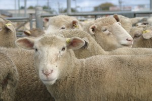 Lambs - saleyards