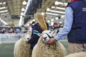 Merinos will join the Border Leicesters at the Royal Melbourne show next month.