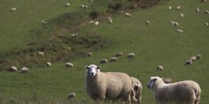 Sheep- NZ -Nithdale-Station