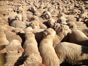Merino lambs sold at Ivanhoe last week through AuctionsPlus