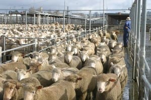 lambs saleyards Ballarat 1