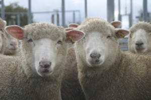 Sheep eID will be discussed at the Sheep CRC day.