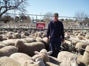 Galah prime lamb producer David Erhardt sold these lambs for $131 at Ouyen on Thursday.