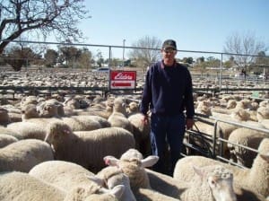Galah prime lamb producer David Erhardt sold these lambs for $131 at Ouyen on Thursday.