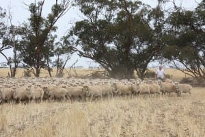 sheep cropping BCG chairman John Ferrier