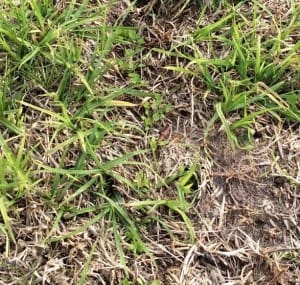 Germinating Bartolo Bladder clover Condingup WA