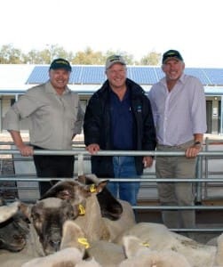 Colin Holt MLC, Wellard Rural Exports' Paul Mahoney and Paul Brown MLC in front of a pen of sheep donated to Foodbank WA at Katanning Regional Sheep Saleyards last Wednesday.