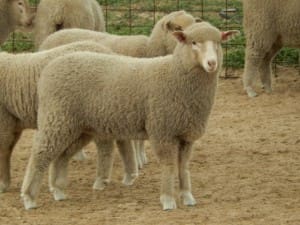 Watervalley's $119.50 first cross ewe lambs