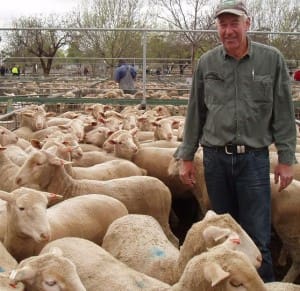 Andrew Marshall from Ouyen with his 58 old lambs that fetched the top price of $140.00.