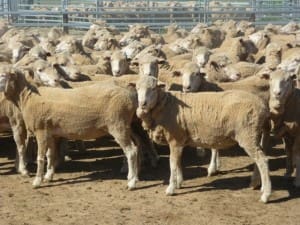 Merino ewes - Raheen Ag - AuctionsPlus