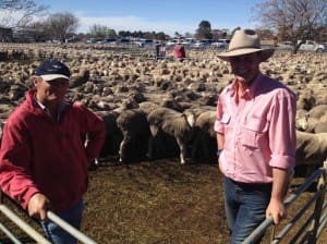 Angus Dye, Murgha, Moulamein, left, sold these 425 June/July-drop August-shorn Merino ewes to Elders Bendigo livestock manager Nigel Starick, for $160, to go to the Jones family at Sale to breed first cross ewes. 