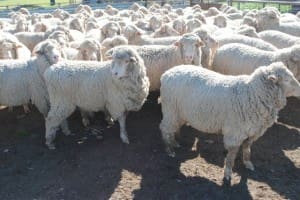 Grasmere's June-July 2013-drop Merino ewes sold for $211 bare shorn