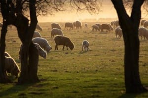 Sheep - Queensland