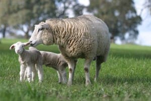 ewe and lambs 2