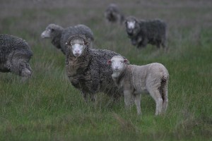 ewes and lambs - Merino