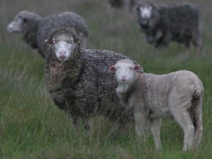 ewes and lambs - Merino