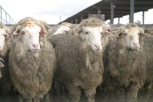 ewes saleyards mutton