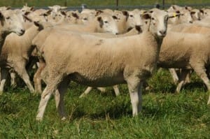 first cross ewes Wellington AuctionsPlus sept15-14