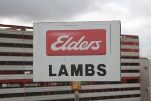 lambs elders saleyards1