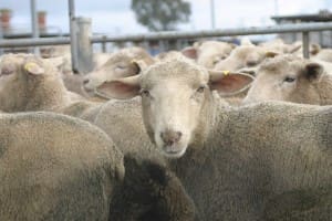 lambs - saleyards (2)