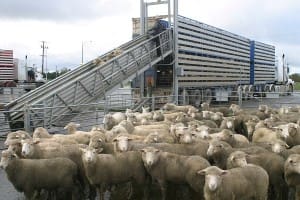 lambs saleyards loading 1