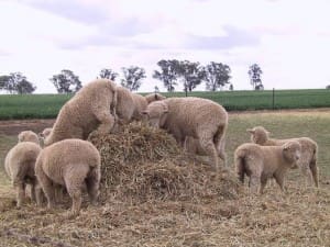 lambs silage2