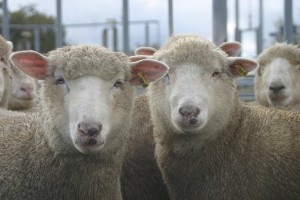 Lambs with electronic EID or RFID tags.