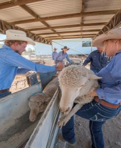 sheep handling recruitment staff