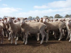 These shorn White Suffolk cross lambs, 15.2kg cwt, from Edenahope sold for $83.50 on AuctionsPlus on Thursday. 