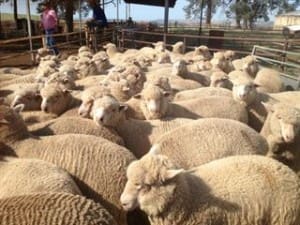 These four-month-old 21.8kg cwt Poll Dorset-Merino cross lambs sold for $99 on AuctionsPlus this week.